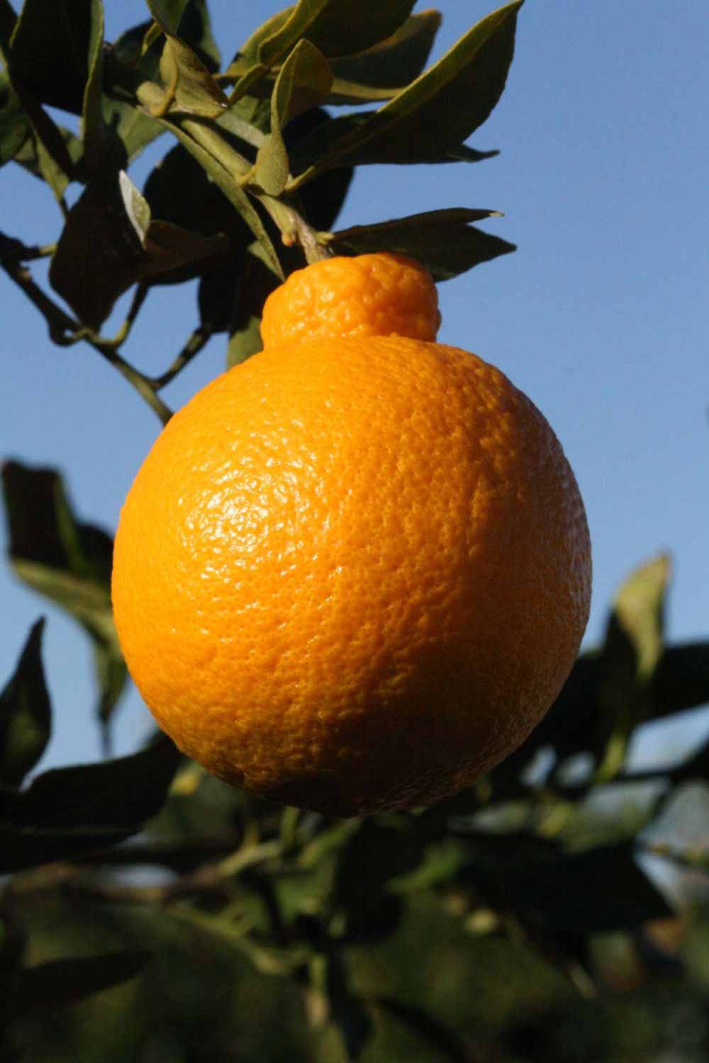            Fruit (Riverside, CA)   